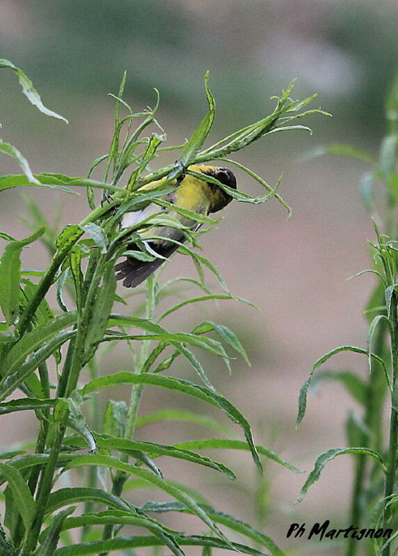 Black-chinned Siskin male