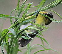 Black-chinned Siskin