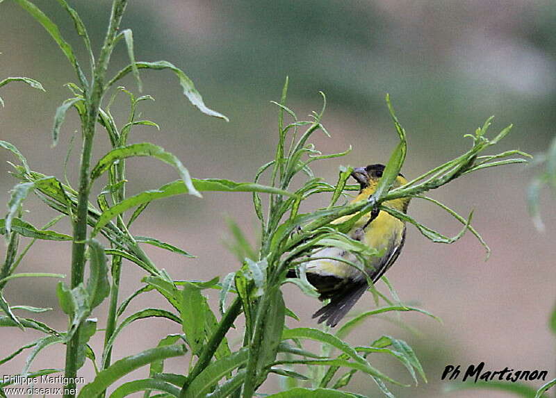 Black-chinned Siskin male adult, eats