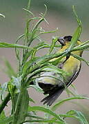 Black-chinned Siskin