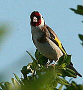 Chardonneret élégant