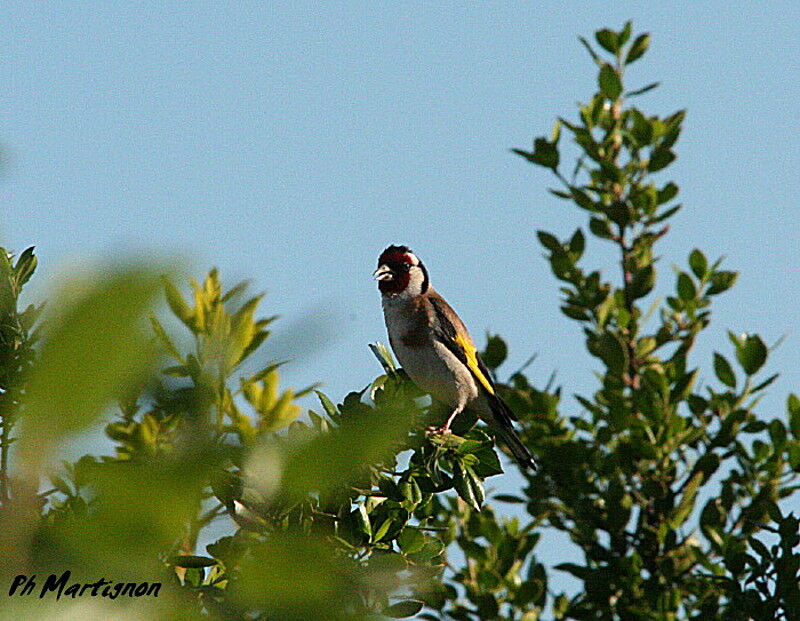 Chardonneret élégant, identification