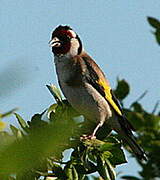 Chardonneret élégant