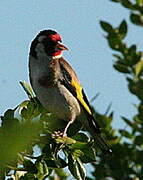 Chardonneret élégant