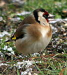 Chardonneret élégant