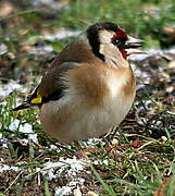 Chardonneret élégant