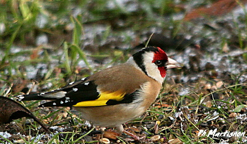 Chardonneret élégant, identification