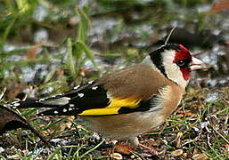 European Goldfinch