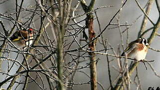 European Goldfinch