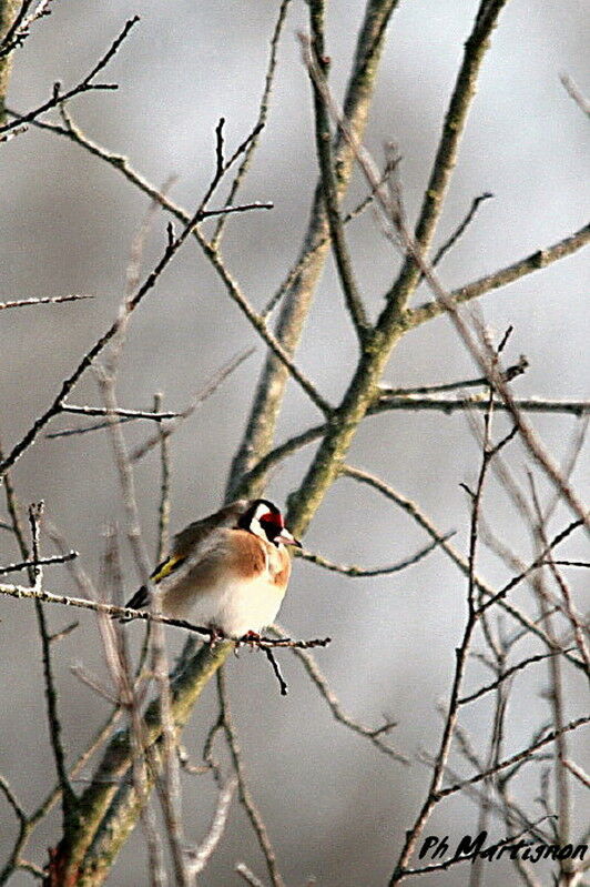 Chardonneret élégant