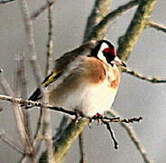 Chardonneret élégant