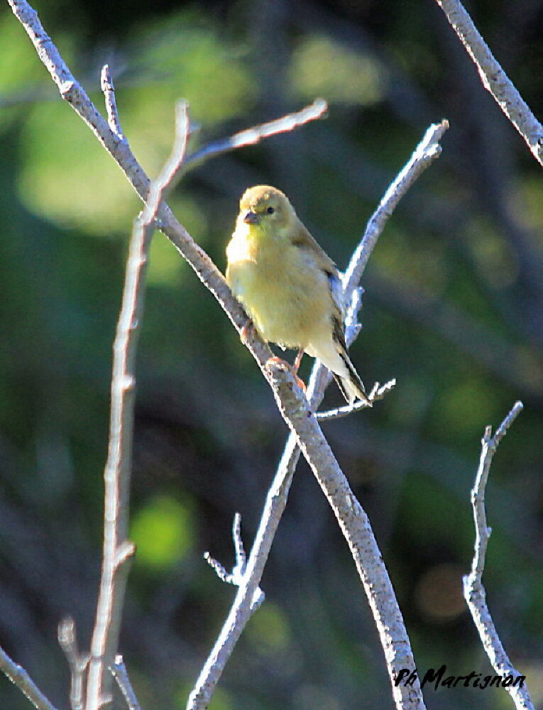 Chardonneret jaune