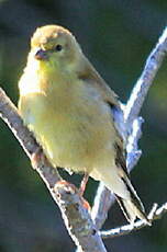 Chardonneret jaune