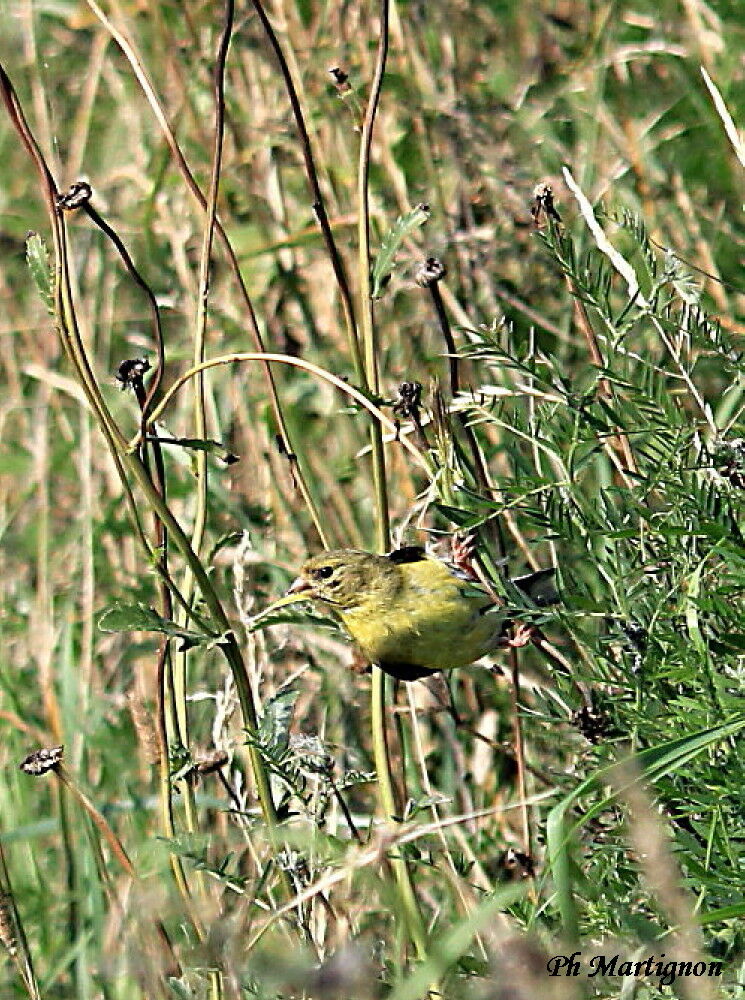 Chardonneret jaune