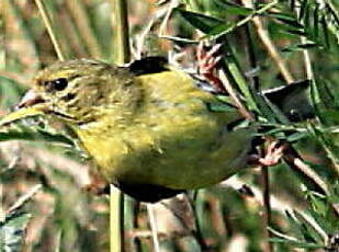 Chardonneret jaune