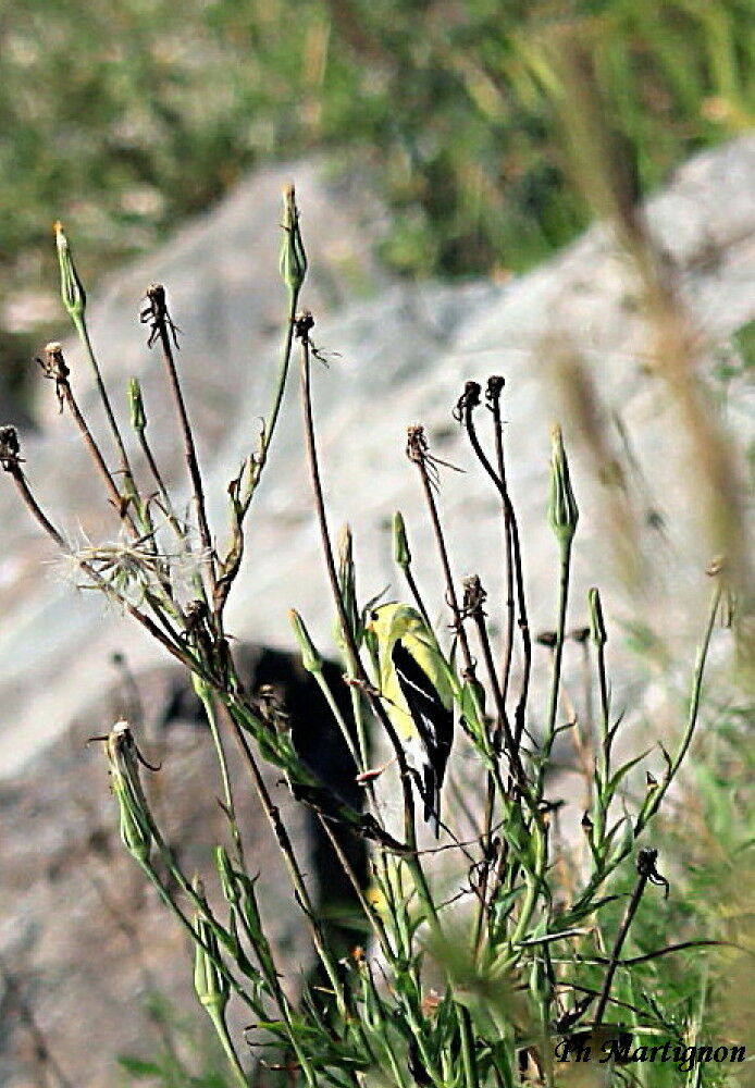 Chardonneret jaune