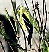 American Goldfinch