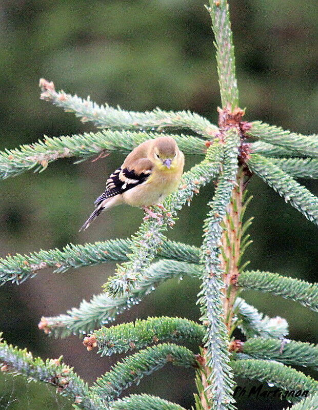 American Goldfinch female