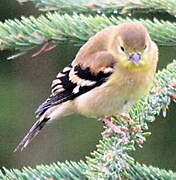 American Goldfinch