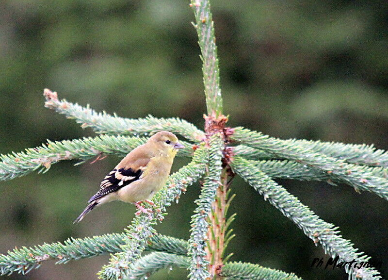 Chardonneret jaune femelle 1ère année, identification