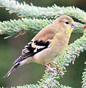 Chardonneret jaune