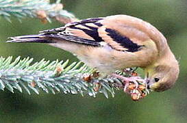 Chardonneret jaune