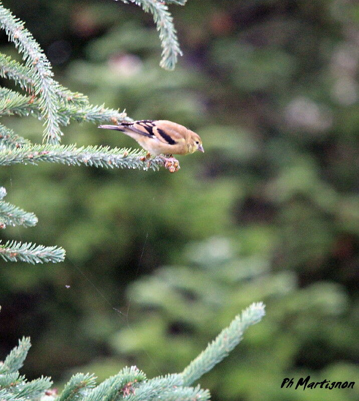 American Goldfinch