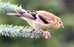 Chardonneret jaune