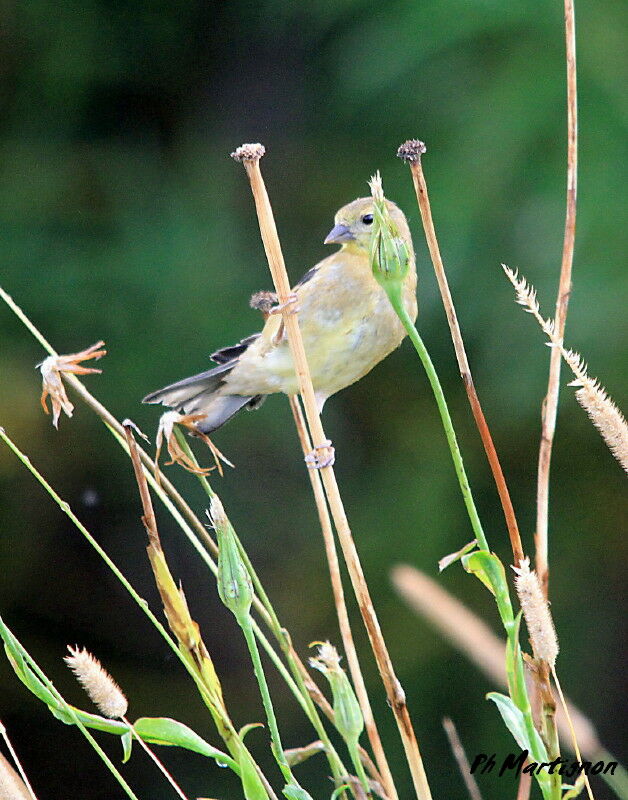 Chardonneret jaune