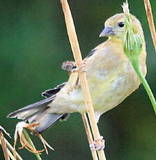 Chardonneret jaune