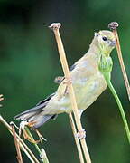 Chardonneret jaune