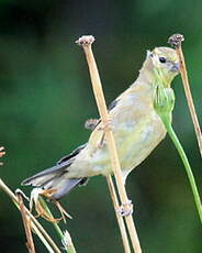 Chardonneret jaune