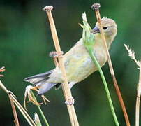 American Goldfinch