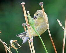 American Goldfinch