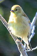 American Goldfinch