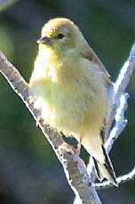 Chardonneret jaune