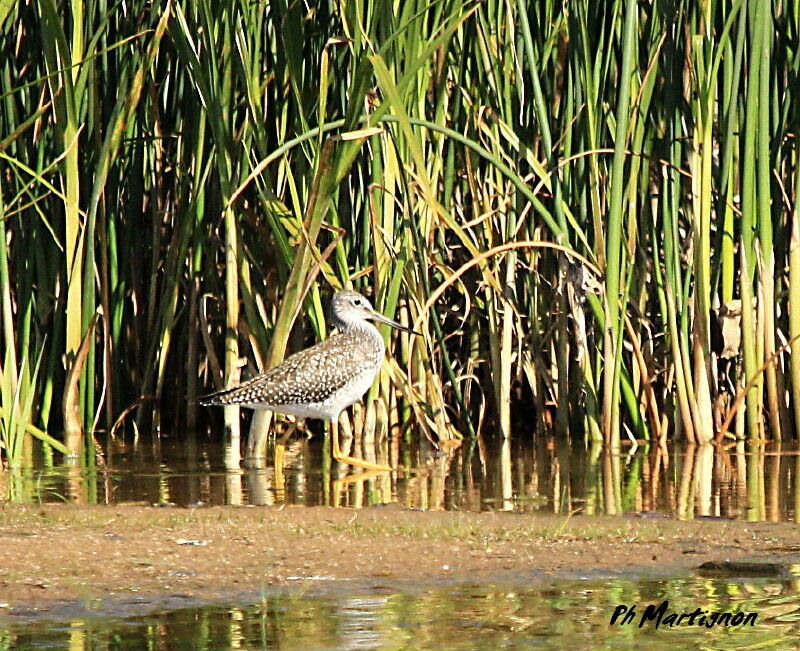 Greater Yellowlegs