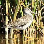 Greater Yellowlegs