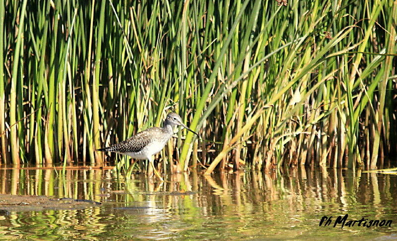 Greater Yellowlegs