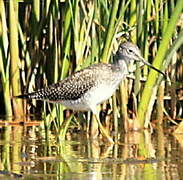 Greater Yellowlegs