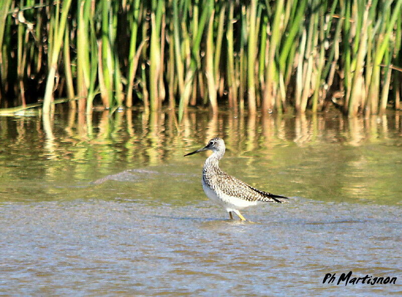 Greater Yellowlegs