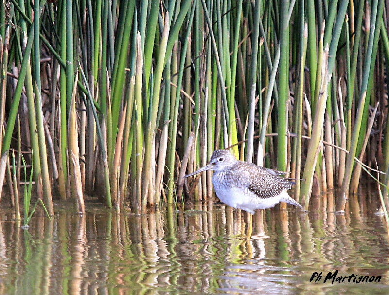 Greater Yellowlegs