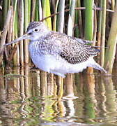 Greater Yellowlegs