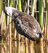 Greater Yellowlegs