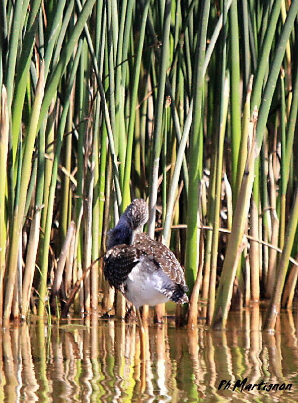 Greater Yellowlegs