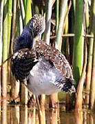 Greater Yellowlegs