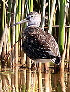 Greater Yellowlegs