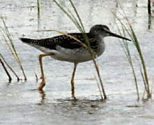 Greater Yellowlegs