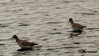 Common Redshank