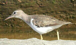 Spotted Sandpiper